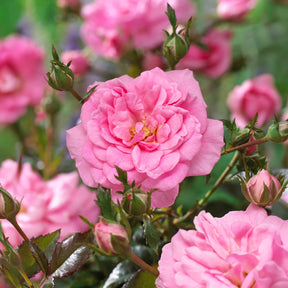Verkauf Bodendeckerrosen Mirato ®