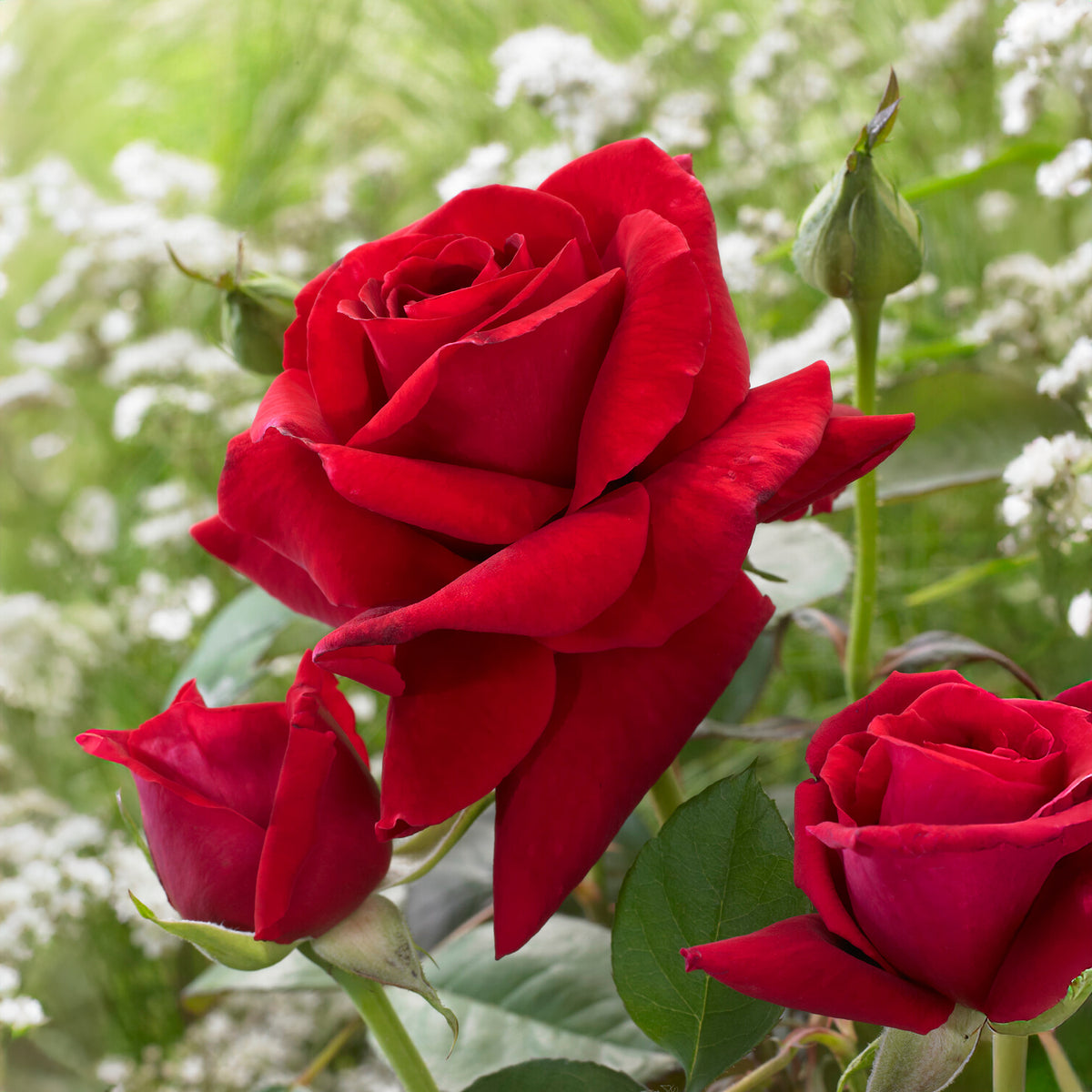 Strauchrose Duftzauber 84 - Rosa la magie du parfum - Willemse