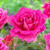 Rose Pink Perfume - Rosa pink perfume - Willemse