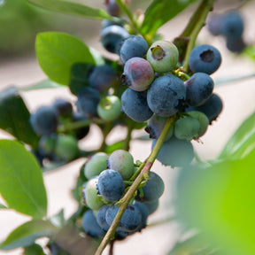Heidelbeere Giant Patriot - Willemse