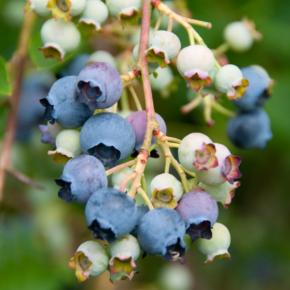 Verkauf Heidelbeere Giant Patriot - Vaccinium corymbosum Giant Patriot