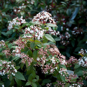 Lorbeerschneeball Spirit - Viburnum tinus Spirit - Willemse
