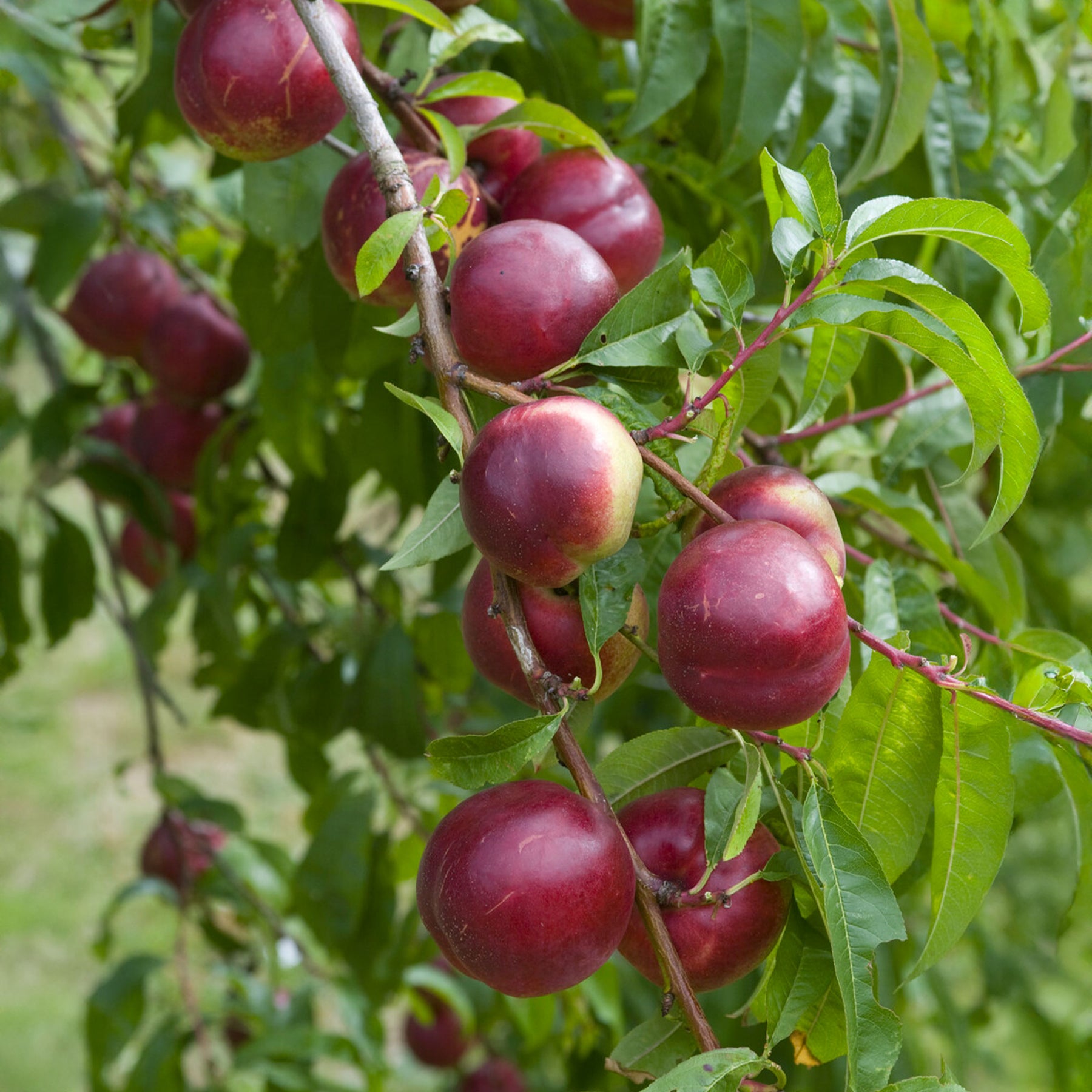 Nektarinenbaum Nectared - Prunus persica Nectared - Willemse