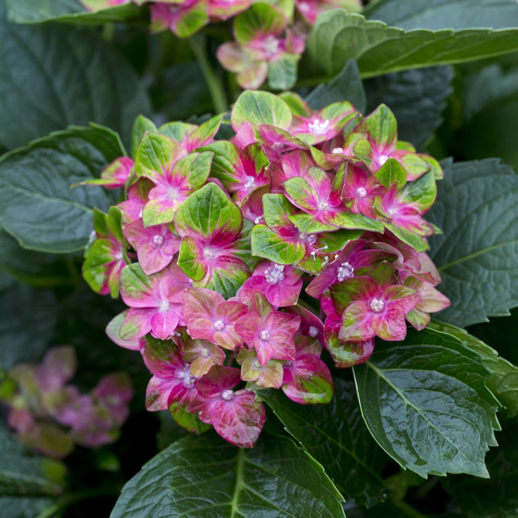 Bauernhortensie Saxon ® - Willemse