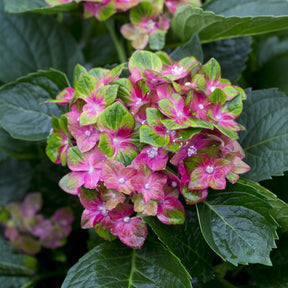 Bauernhortensie Saxon ® - Willemse