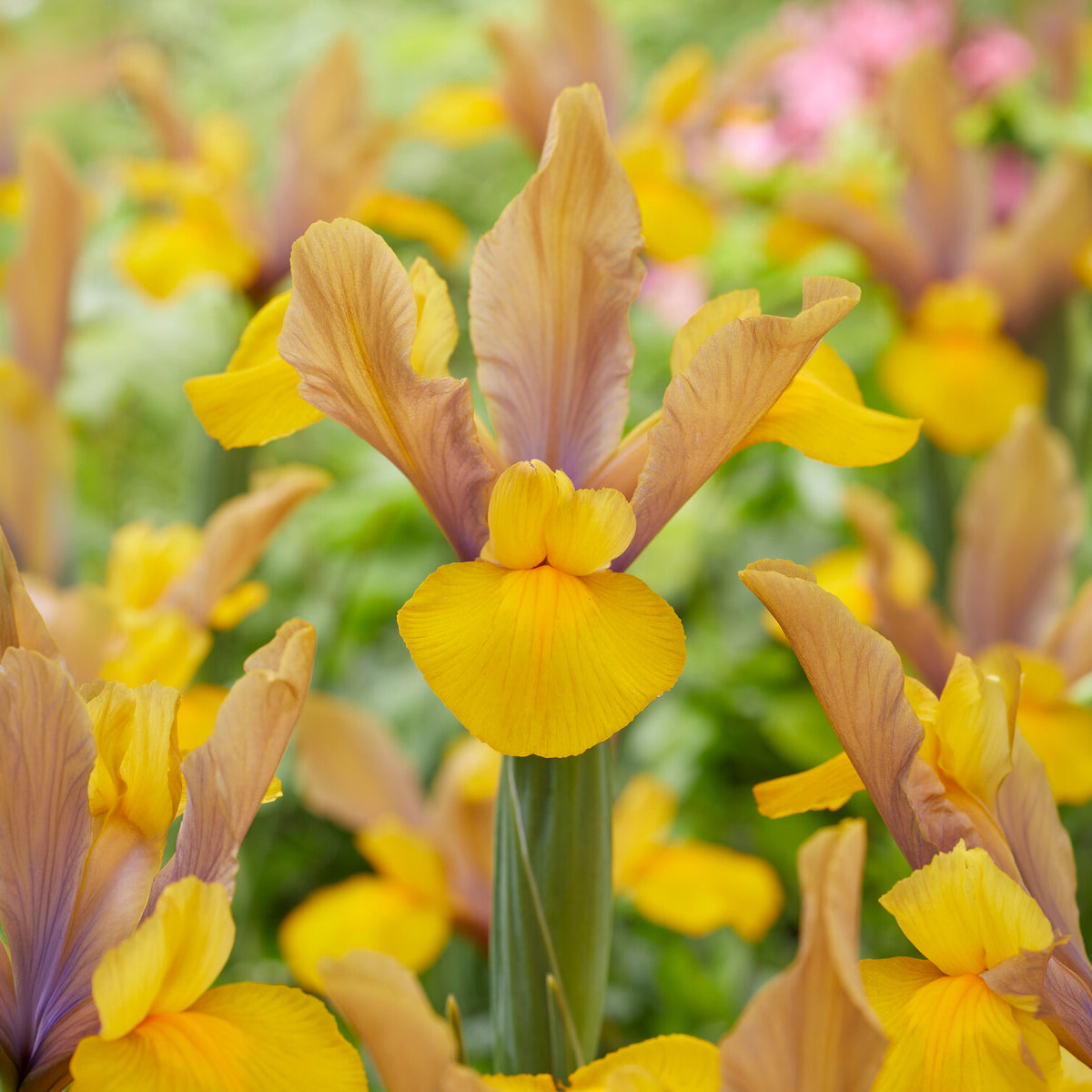 Holländische Schwertlilie Bronze Perfection (x10) - Iris hollandica bronze perfection - Willemse