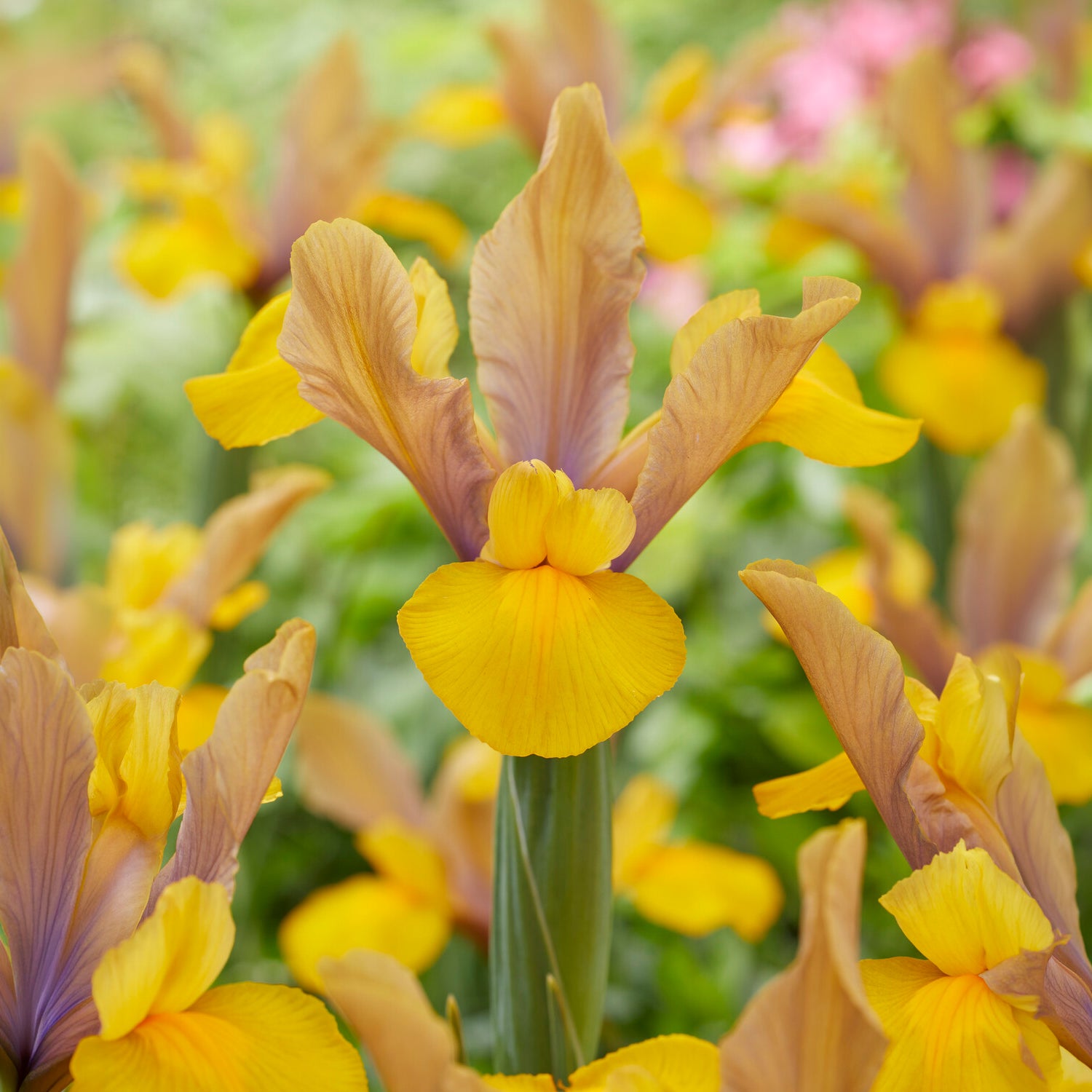 Holländische Schwertlilie Bronze Perfection (x10) - Iris hollandica bronze perfection - Willemse