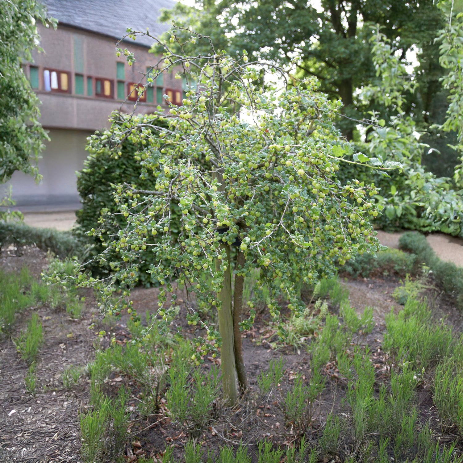 Weisse Stachelbeere auf Stamm - Ribes uva-crispa Hinnonmäki Grün - Willemse