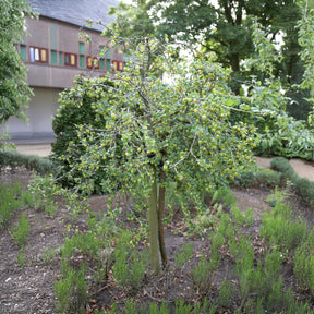 Weisse Stachelbeere auf Stamm - Ribes uva-crispa Hinnonmäki Grün - Willemse