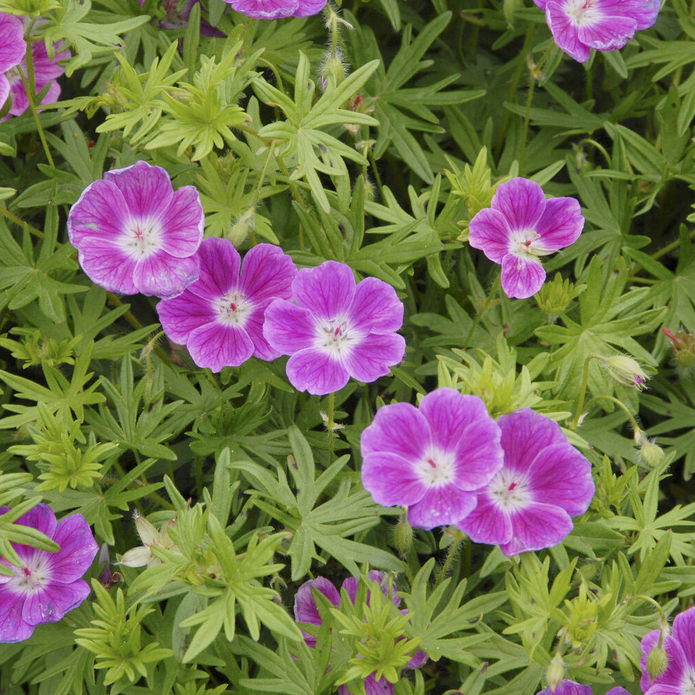 Geranium sanguineum Elke - Blut Storchschnabel Elke - Geranien