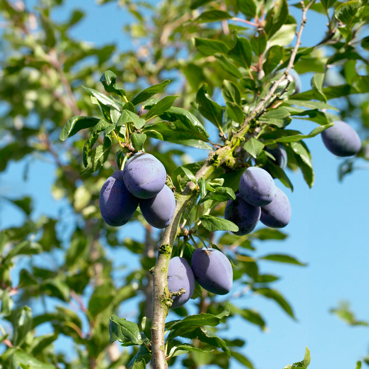 Pflaumenbaum Präsident - Prunus domestica Président - Willemse