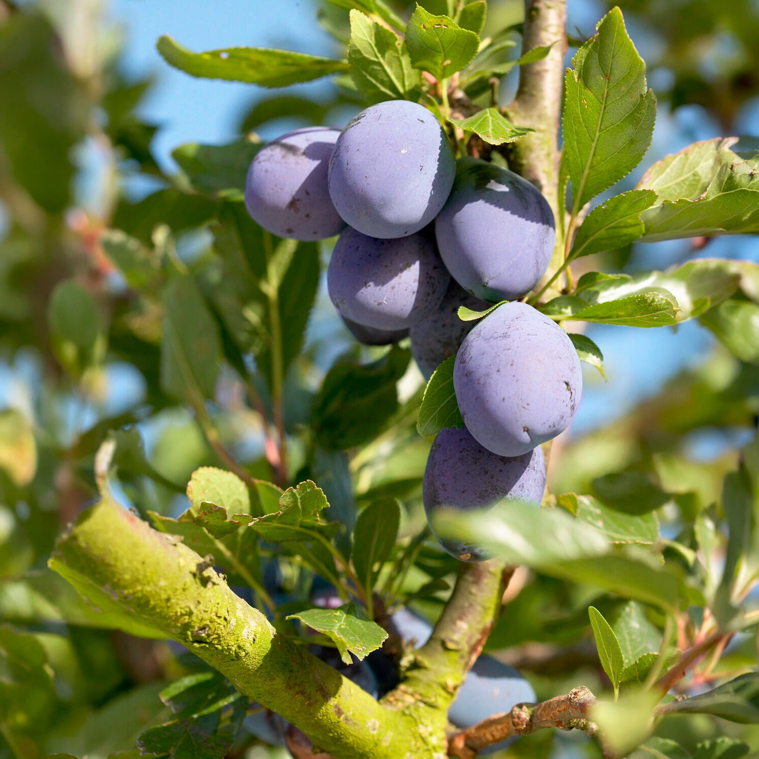 Pflaumenbaum Präsident - Willemse