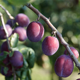 Pflaume ‘Reine Claude d’Althan’ - Prunus domestica Reine Claude d'Althan - Willemse