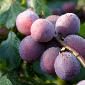 Pflaume ‘Reine Claude d’Althan’ - Willemse