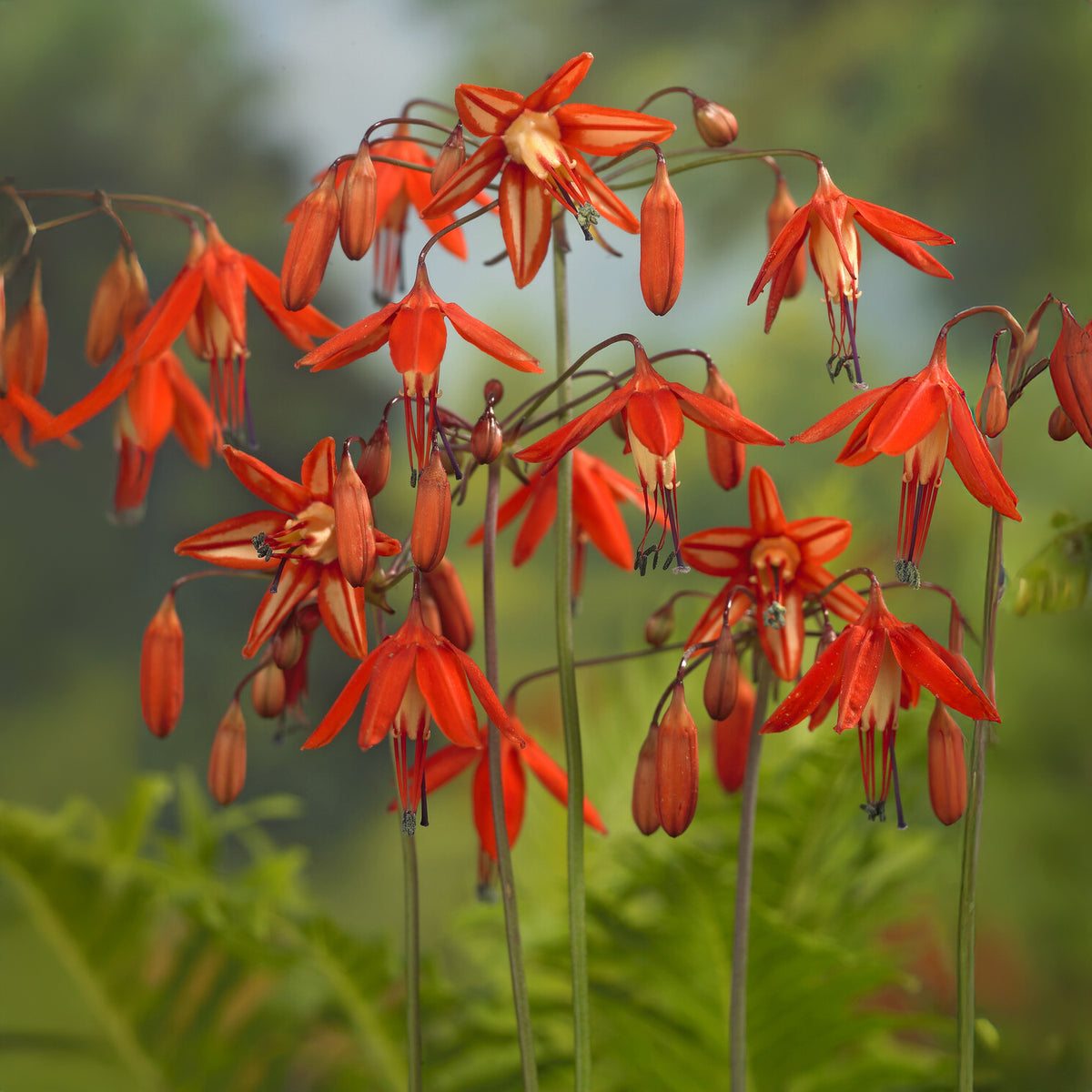 Korallentröpfchen (x5) - Willemse