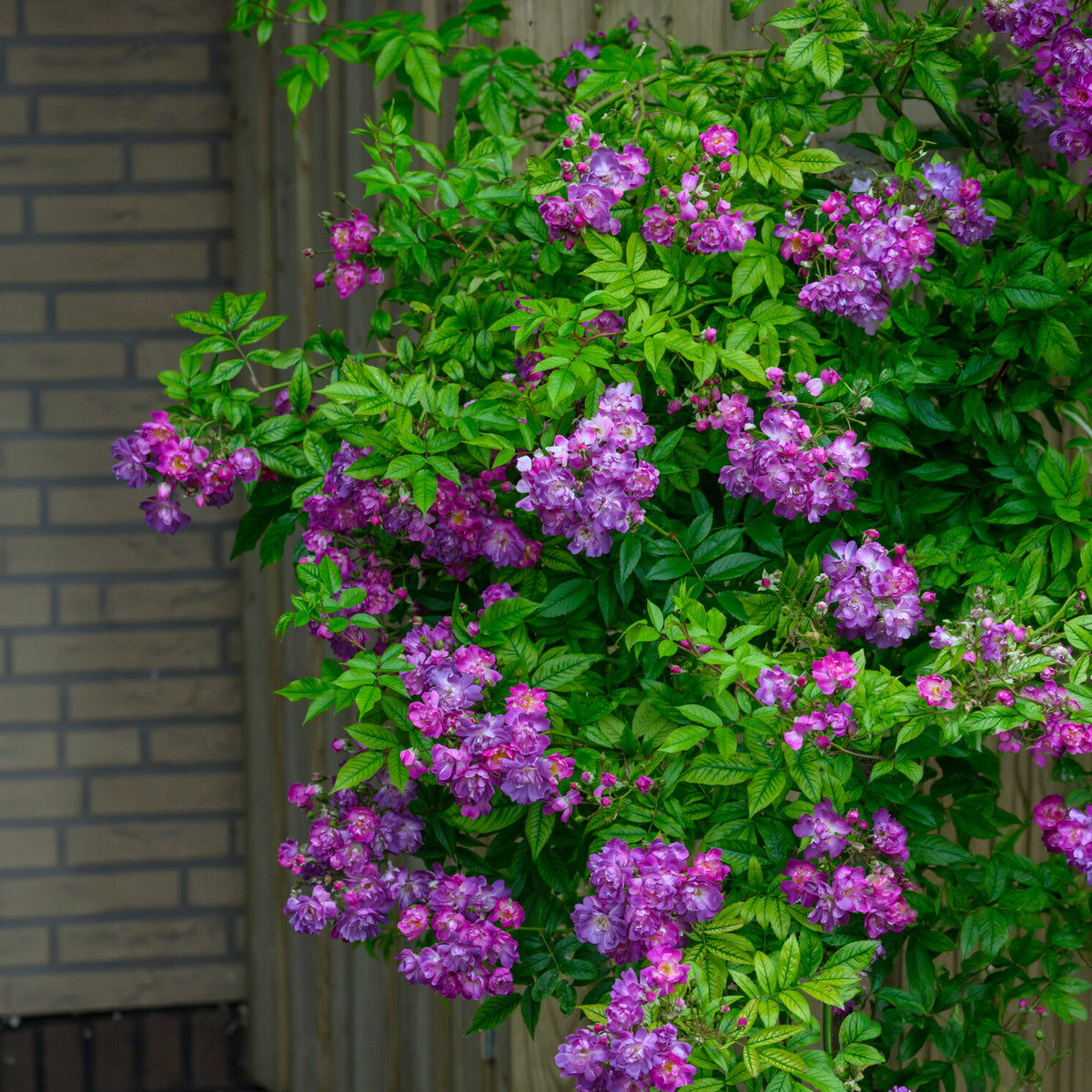 Rosa veilchenblau - Hochstammrose ‘Veilchenblau’ - Stängelrosen