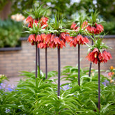 Kaiserkrone rot - Fritillaria imperialis rubra - Willemse
