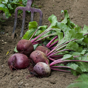 Rote Bete ‘Detroit 5 – Loki’ - Willemse