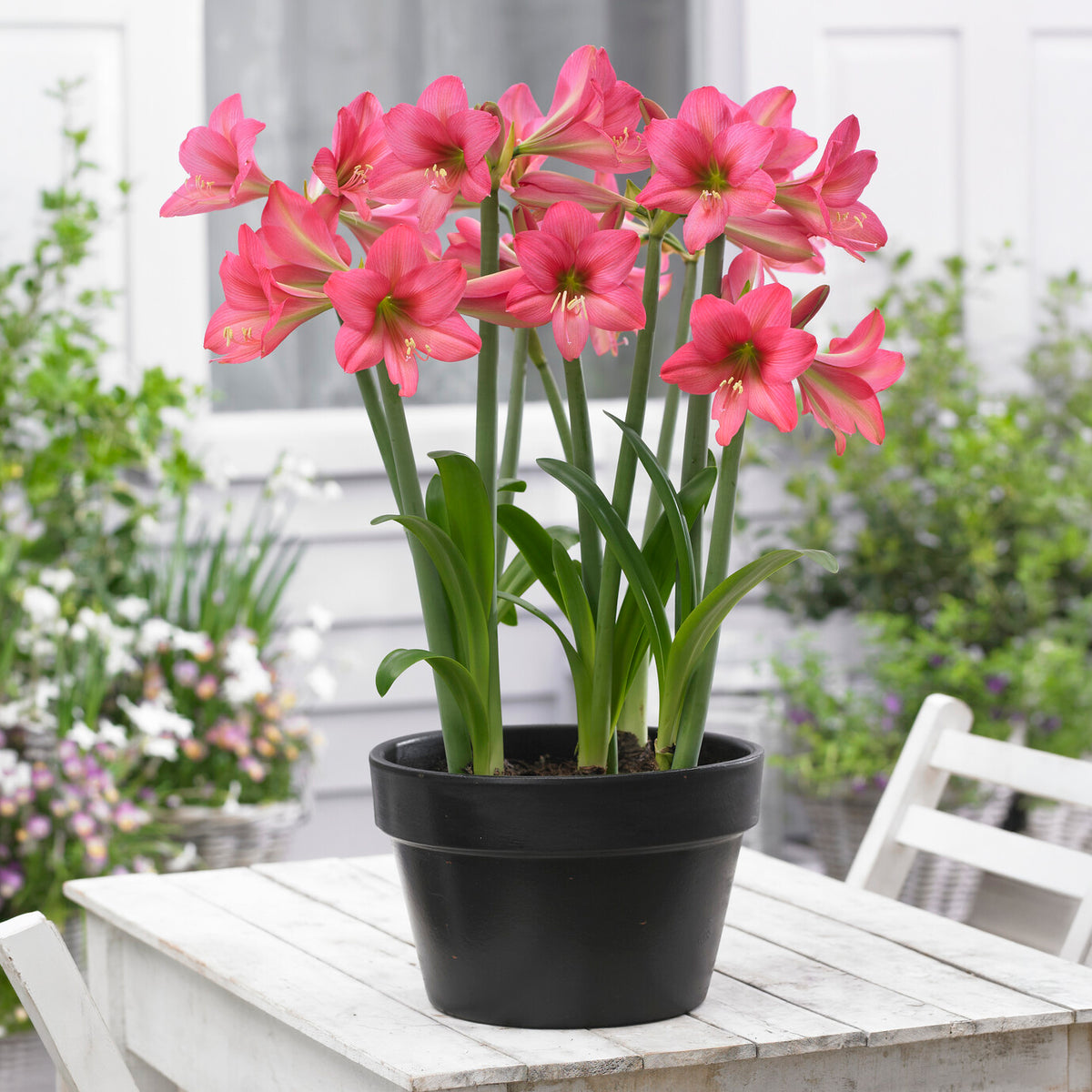 Amaryllis Sweet Sixteen