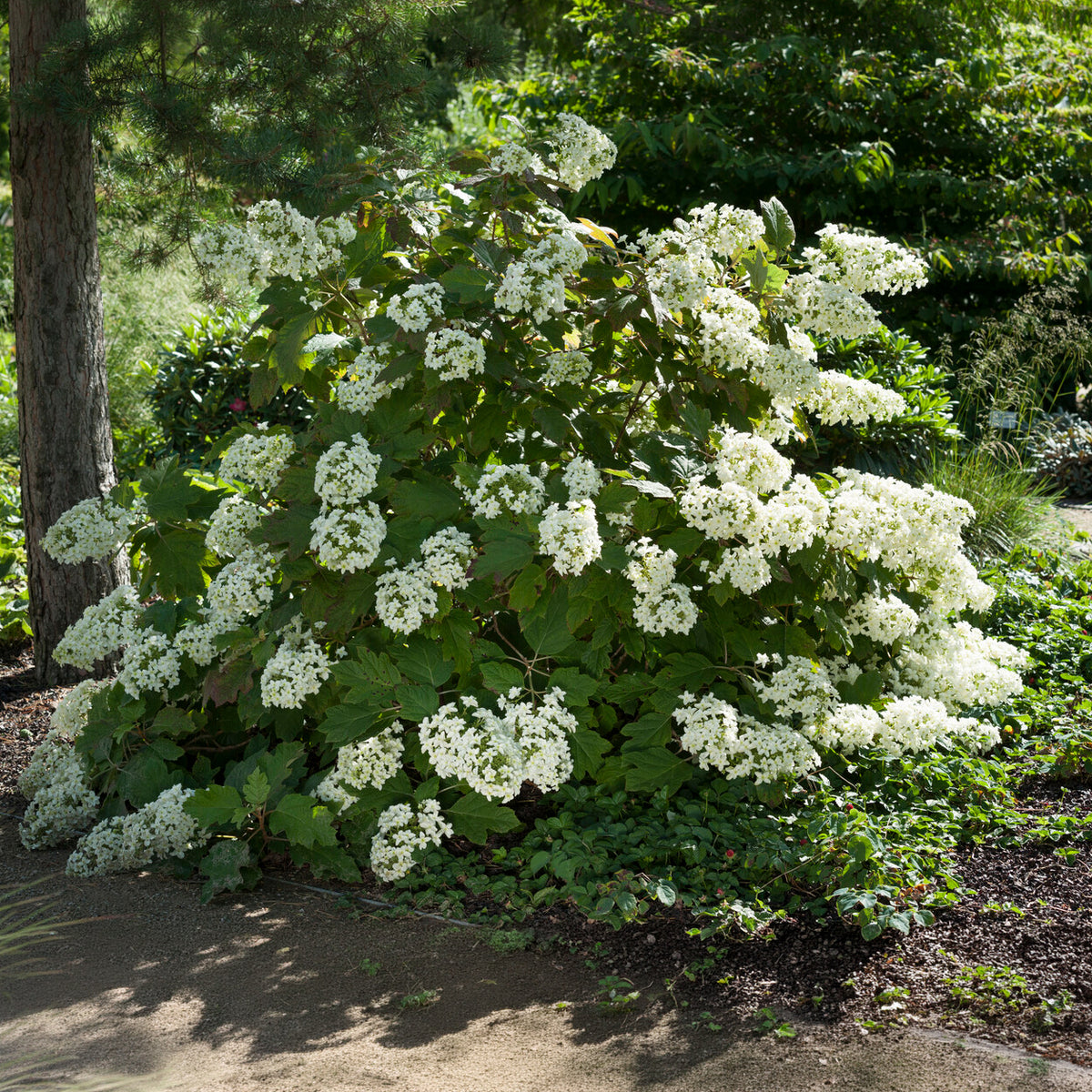 Eichenblättrige Hortensie