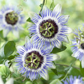 Passionsblume Clear Sky - Passiflora caerulea Clear Sky - Willemse