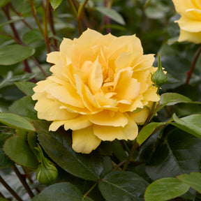 Inselrose Bahama ® Intercomham - Willemse