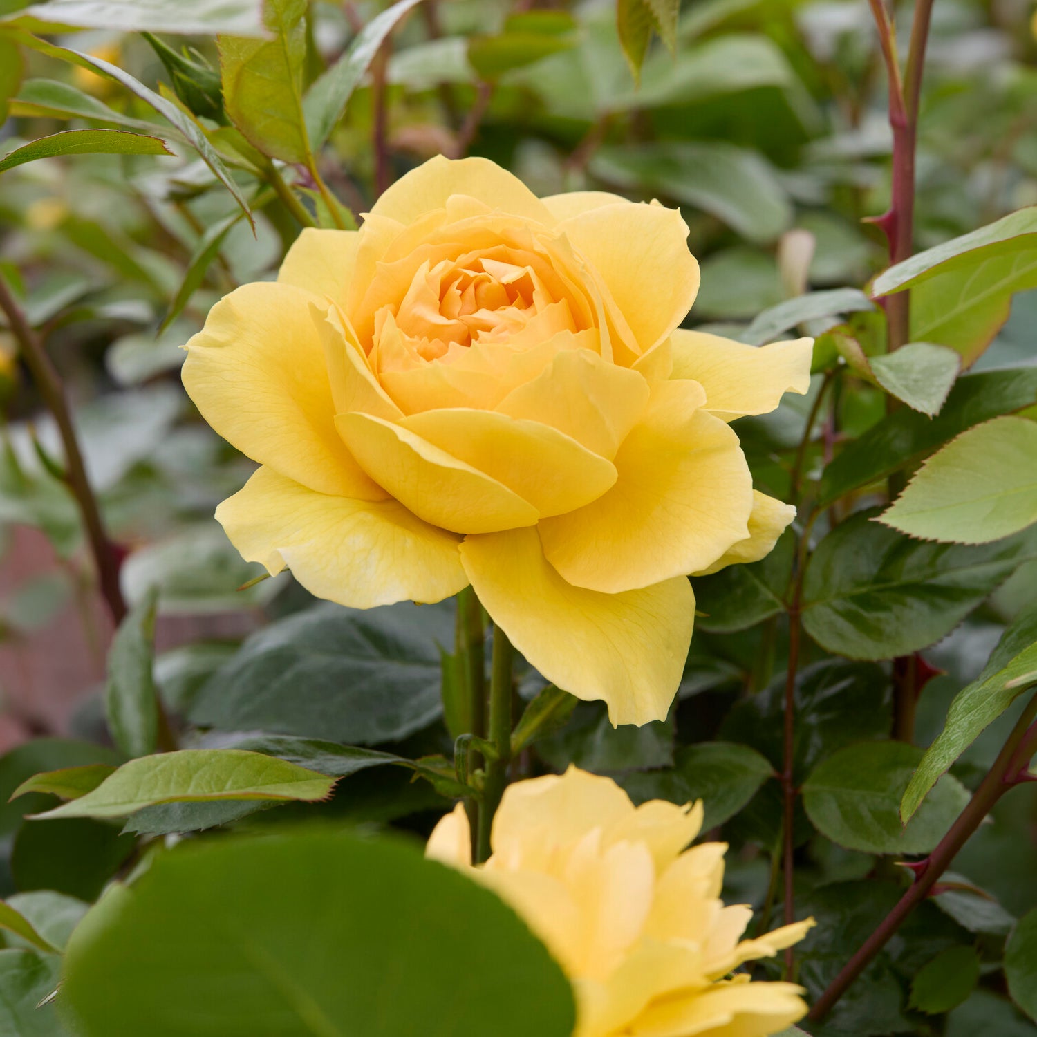 Inselrose Bahama ® Intercomham - Rosa bahama ® intercomham - Willemse