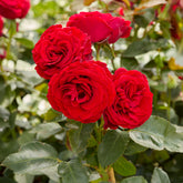 Rose Dominica ® Intercomdoor - Rosa dominica ® intercomdoor - Willemse