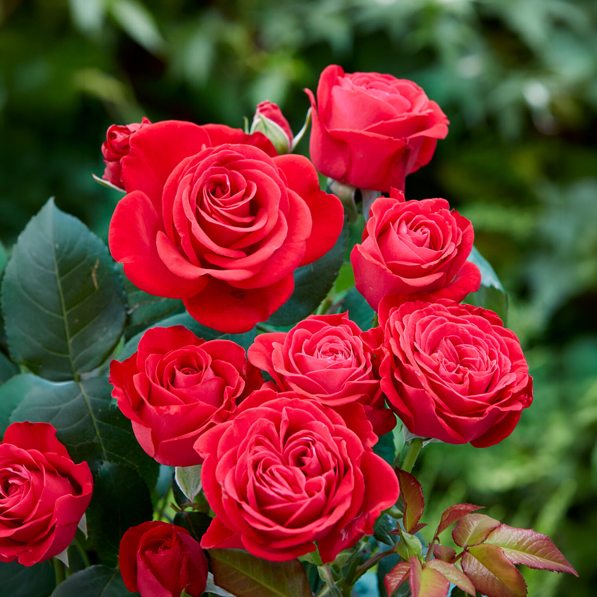 Rose Dominica ® Intercomdoor - Willemse