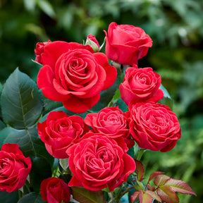 Rose Dominica ® Intercomdoor - Willemse
