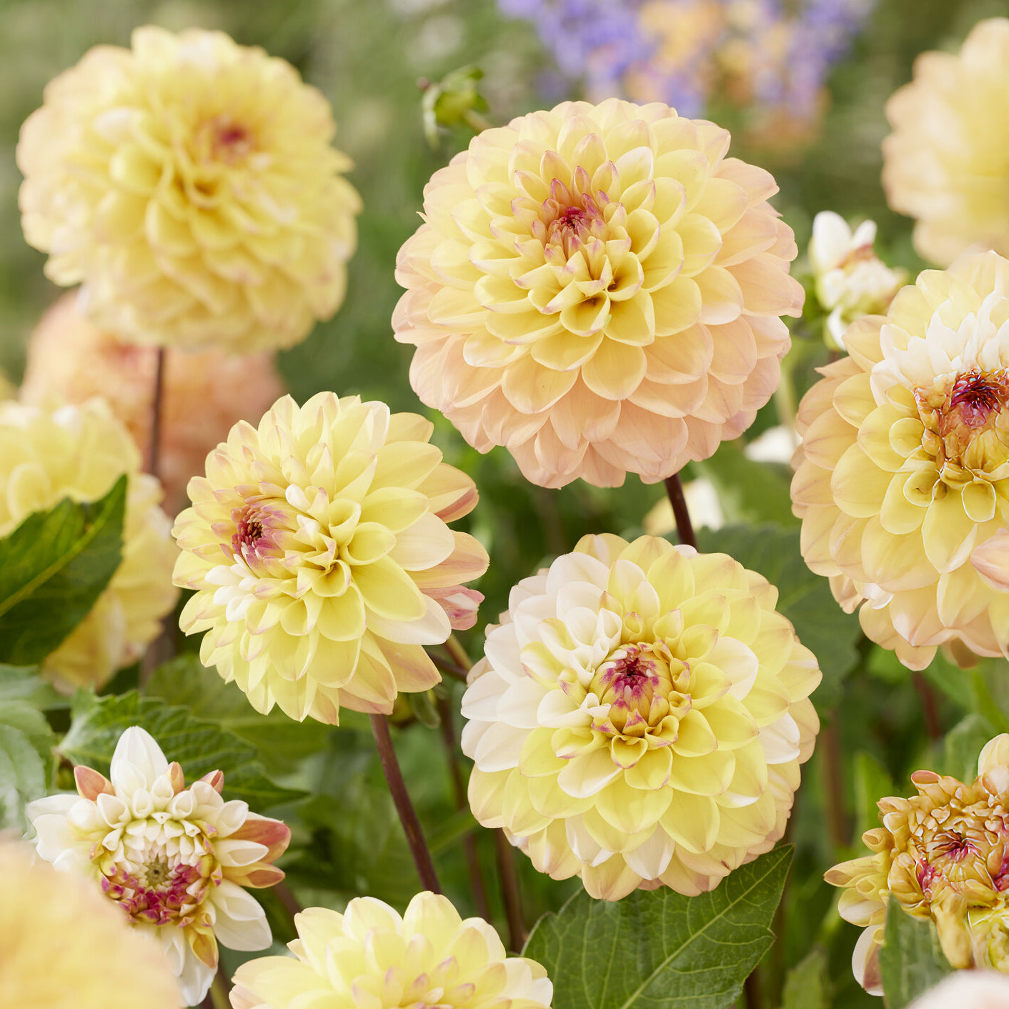 Dahlien-Zwiebeln - Pompon-Dahlie Double Jill (x3) - Dahlia double jill