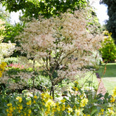 Acer palmatum Taylor - Ahorn Taylor - Japanischer Ahorn