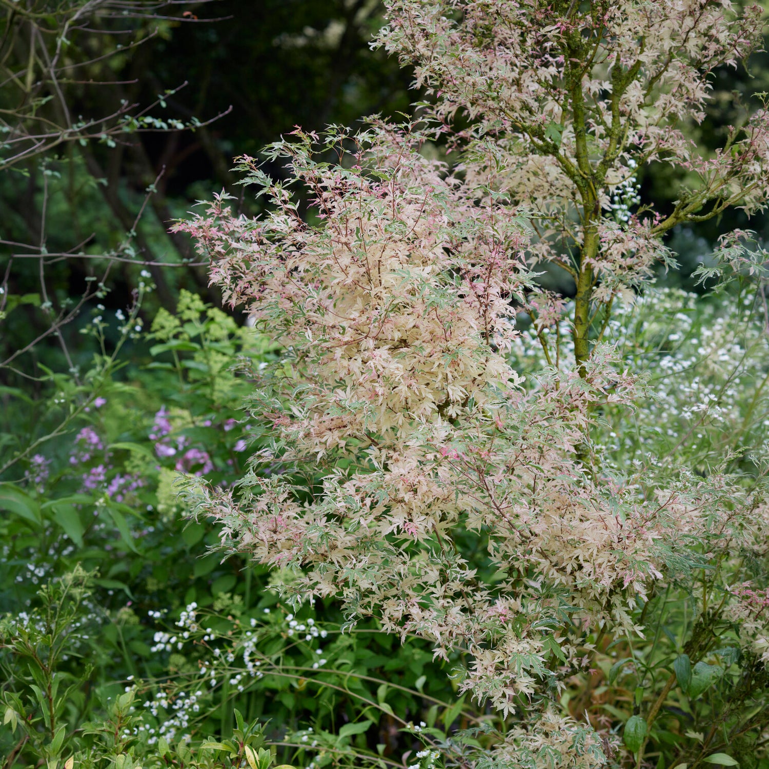 Ahorn Taylor - Acer palmatum Taylor - Willemse