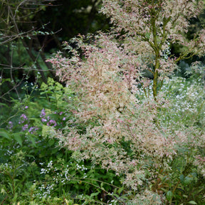 Ahorn Taylor - Acer palmatum Taylor - Willemse