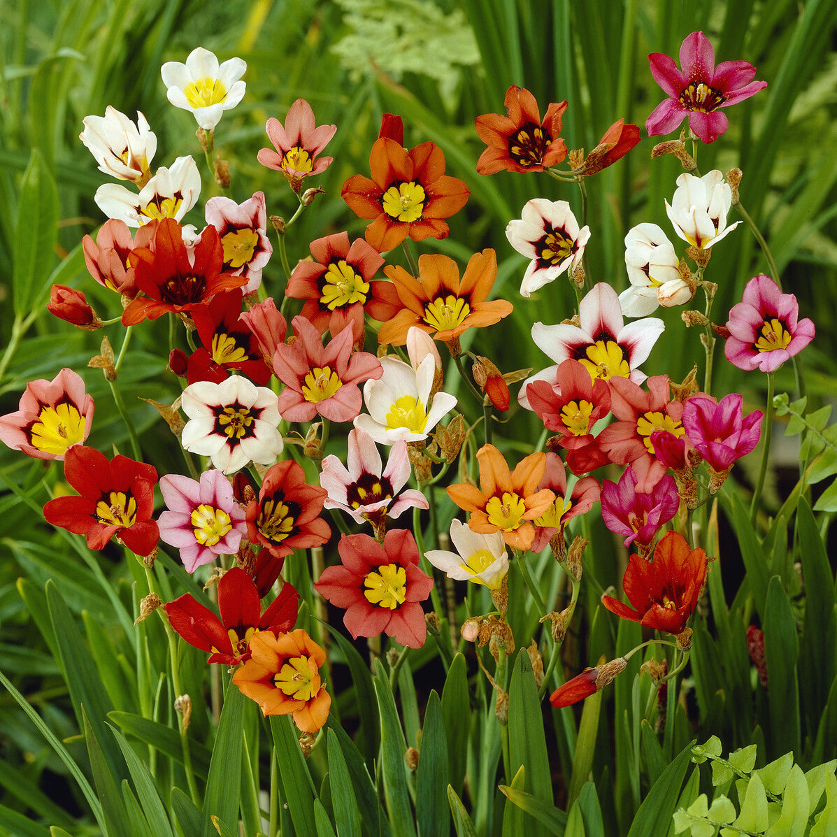 Zigeunerblume Tricolor (x25) - Sparaxis tricolor - Willemse