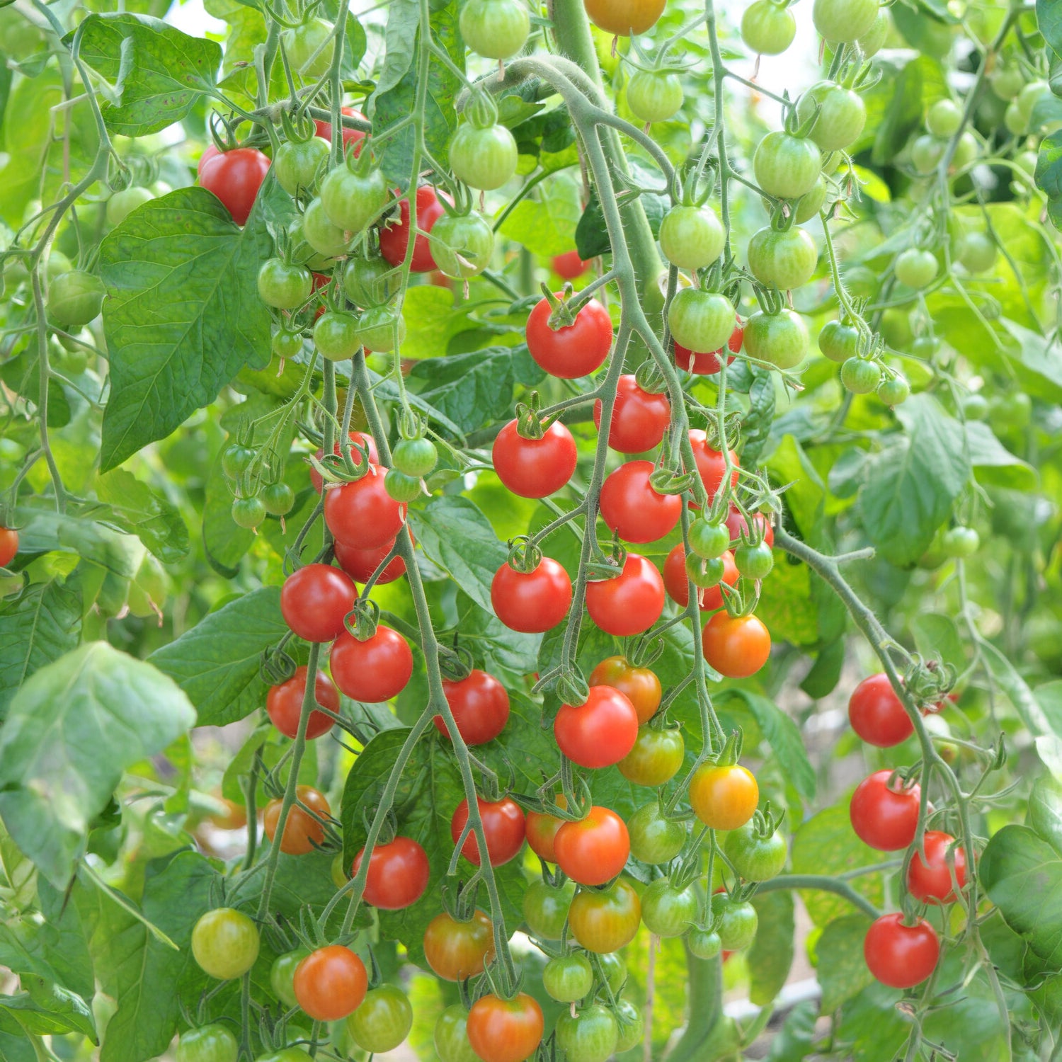Rote Kirschtomate Supersweet 100 - Solanum lycopersicum supersweet 100 - Willemse