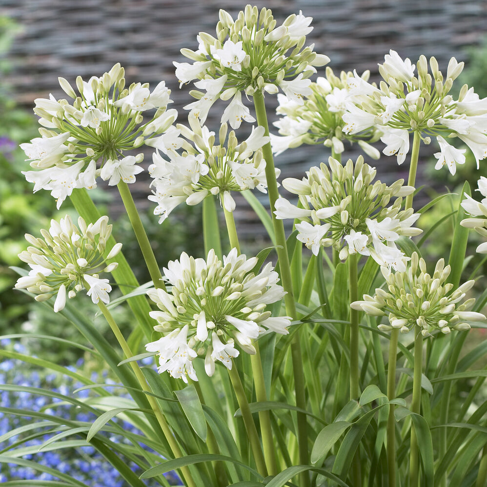 Verkauf Weiße Schmucklilie - Agapanthus