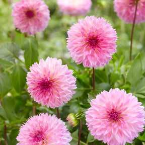 Dahlien Sakura Fubuki rosa (x3) - Willemse