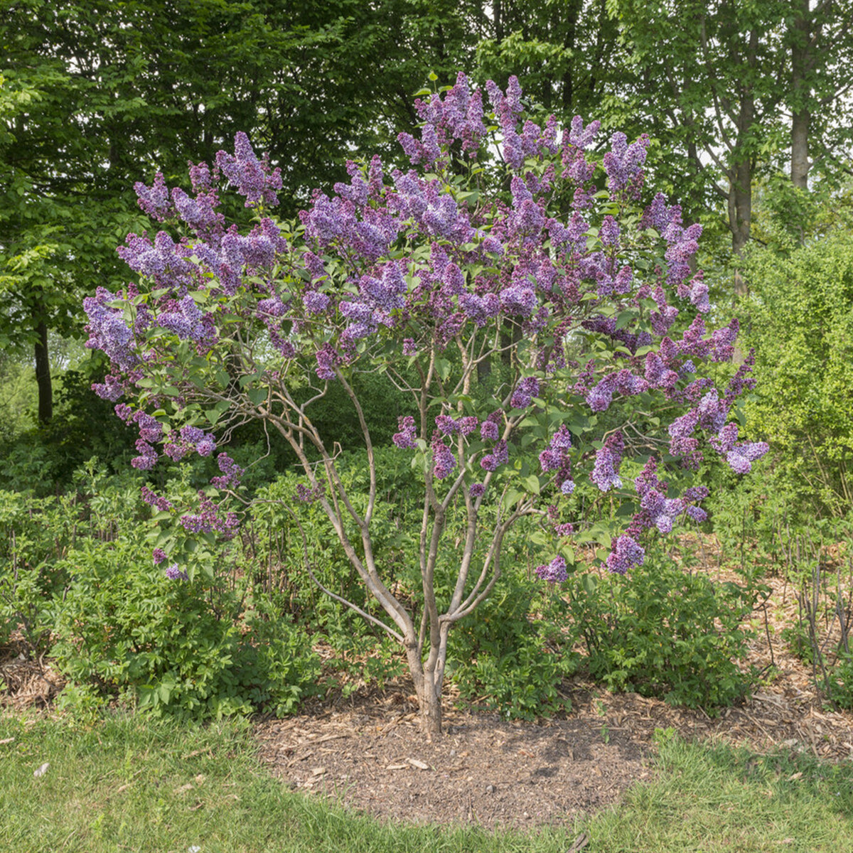 Flieder Sensation - Syringa vulgaris sensation - Willemse