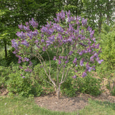 Flieder Sensation - Syringa vulgaris sensation - Willemse