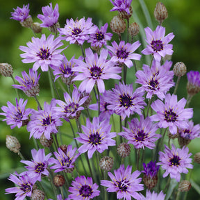 Blaue Rasselblume - Catananche caerulea - Willemse