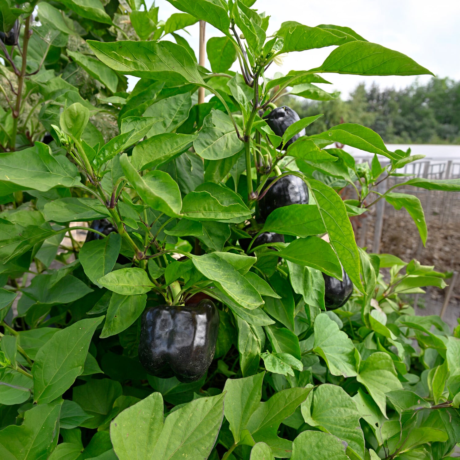 Paprika ‘Bellania’ Pflanzen (x3) - Capsicum anuum bellania - Willemse
