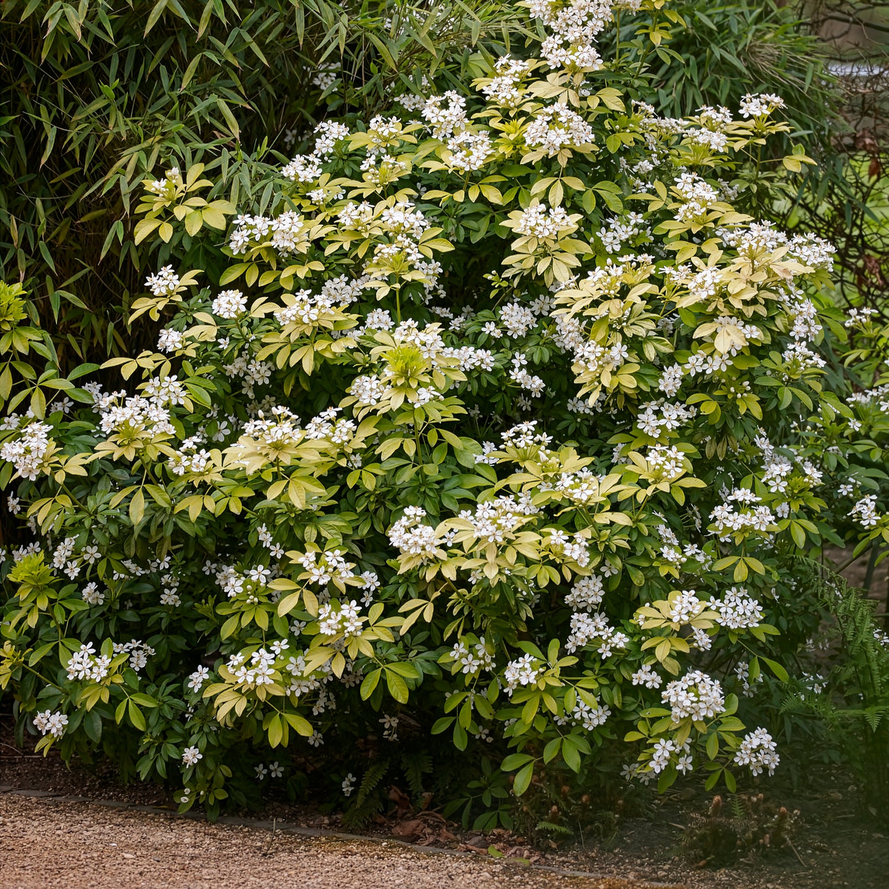 Choisya ternata Sundance Lich - Orangenblume ‘Sundance’ - Mexikanischer Orangenbaum