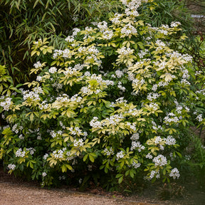 Choisya ternata Sundance Lich - Orangenblume ‘Sundance’ - Mexikanischer Orangenbaum
