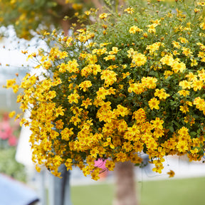Bidens ‘Beedance Painted Yellow’ (x3) - Willemse