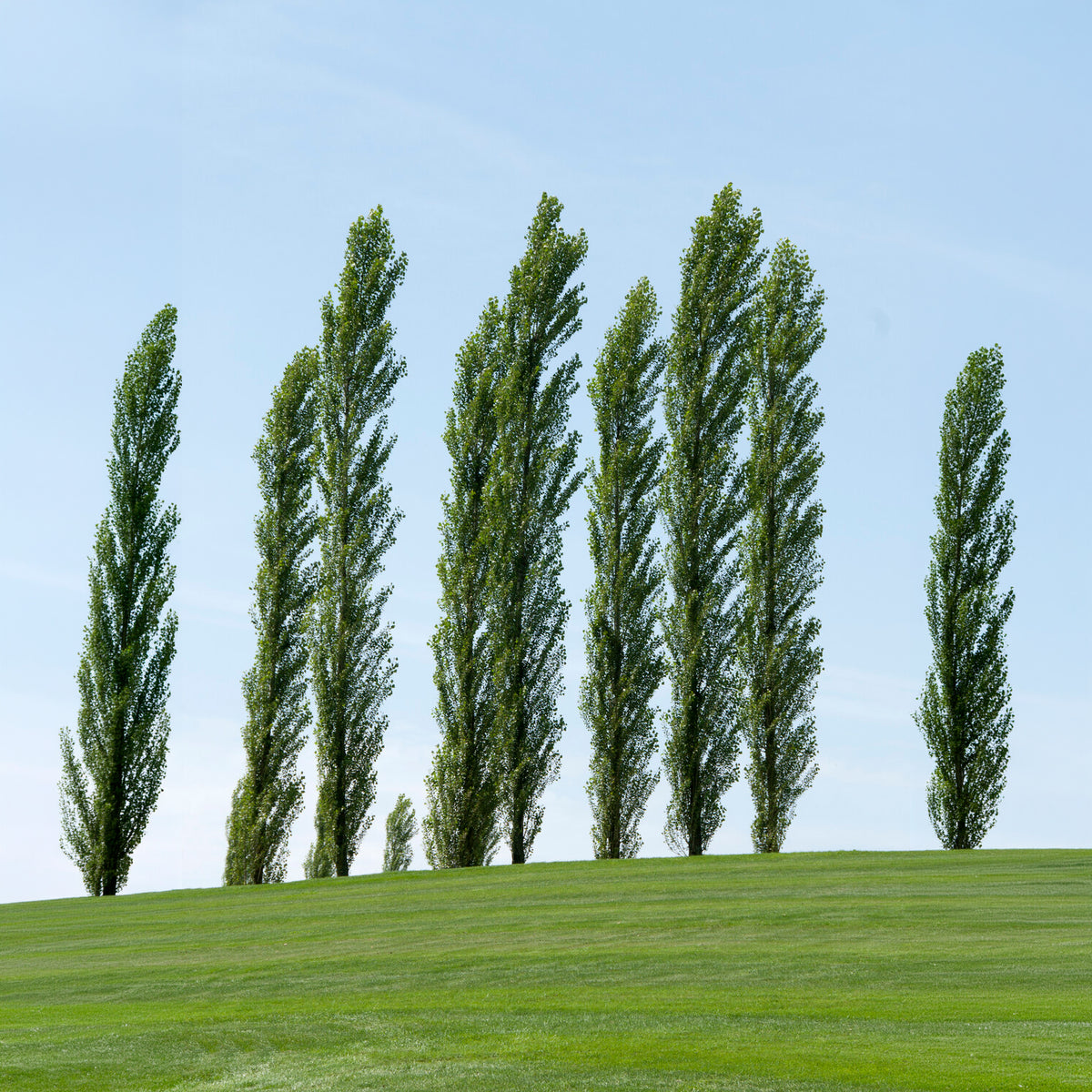 Italienische Säulenpappel (x10) - Populus nigra italica - Willemse