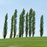 Italienische Säulenpappel (x10) - Populus nigra italica - Willemse