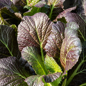 Brassica juncea integrifolia red giant - Roter Blattsenf Red Giant Bio - Bio-Kräuter