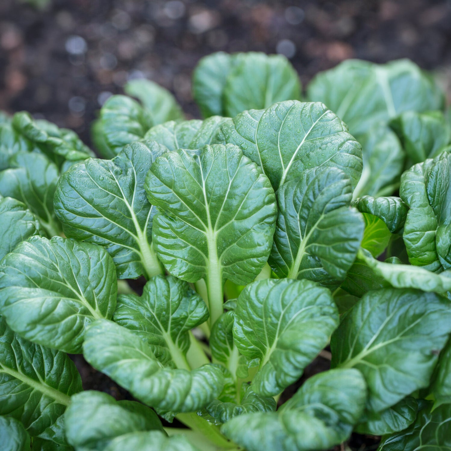 Brassica rapa rosularis - Chinakohl ‘Tatsoi’ Bio - Samen für Kohl