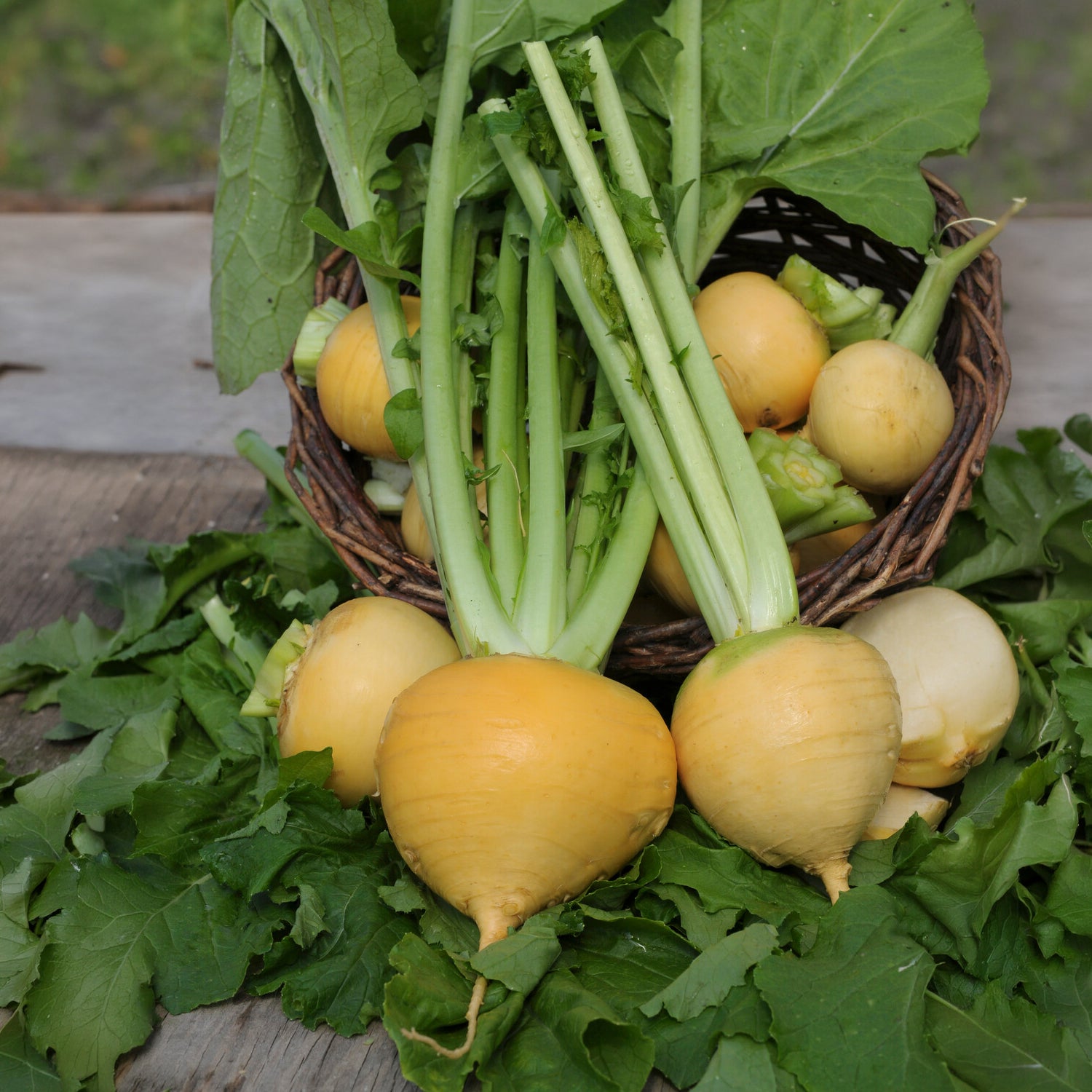 Herbstrübe ‘Goldana’ Bio - Brassica rapa goldana - Willemse